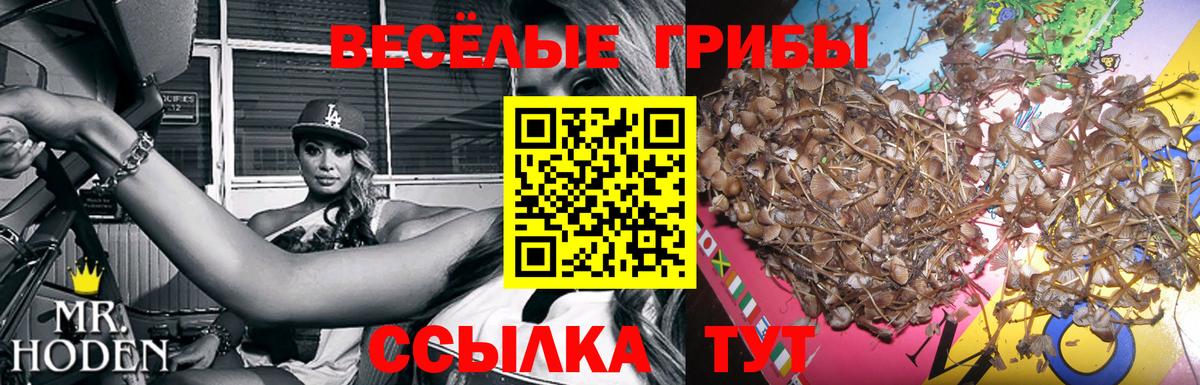 Псилоцибиновые грибы Psilocybe  Вход с VPN  Глазов 
